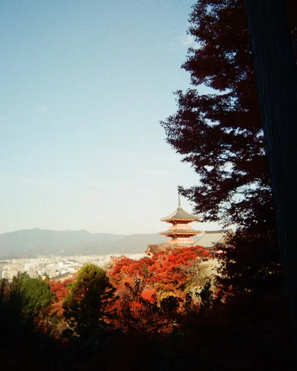 Red autumn trees and a pagoda, shot on the OH—TWO Digital Film camera