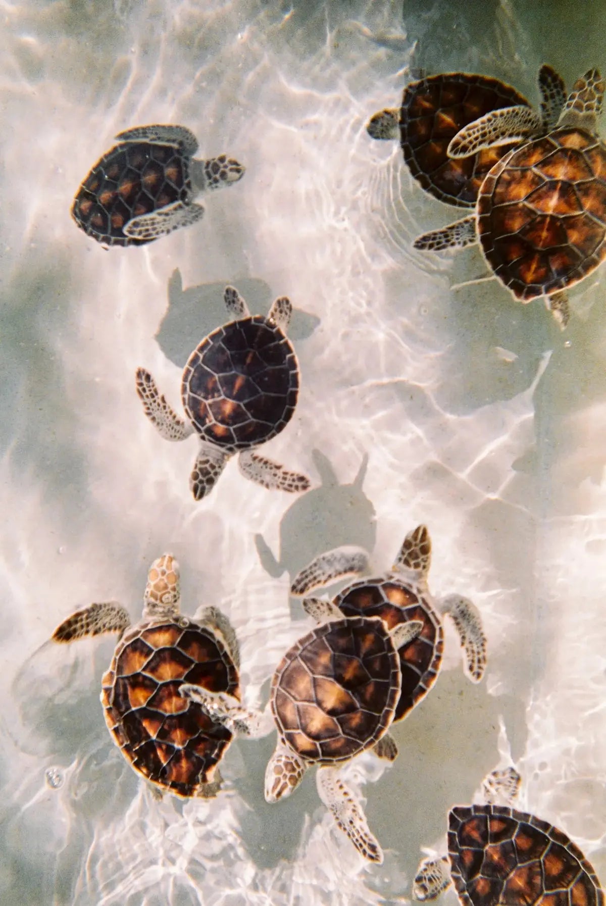 Sea turtles seen from above in clear water